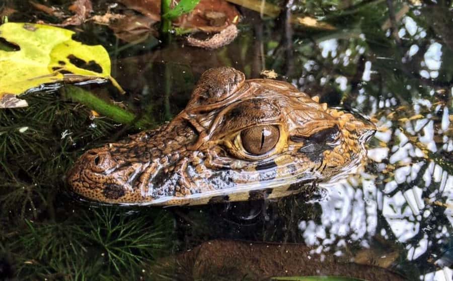 Tambopata Peruvian Amazon Jungle for Three Days/Two Nights - Night walks show a different Amazon