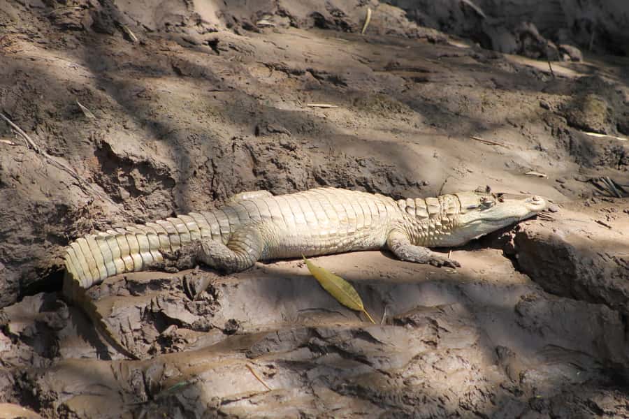 Tambopata Peruvian Amazon Jungle for Three Days/Two Nights - Lake Sandoval is the trip’s main wildlife outing
