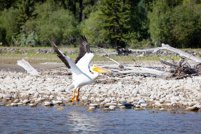 Tetons and Snake River Scenic Float Trip In Jackson Hole - Watching for eagles, osprey, and moose