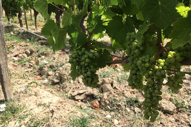 Vineyard cycle tours in and around Chinon, in the Loire Valley - The cycling pace and the route beyond town