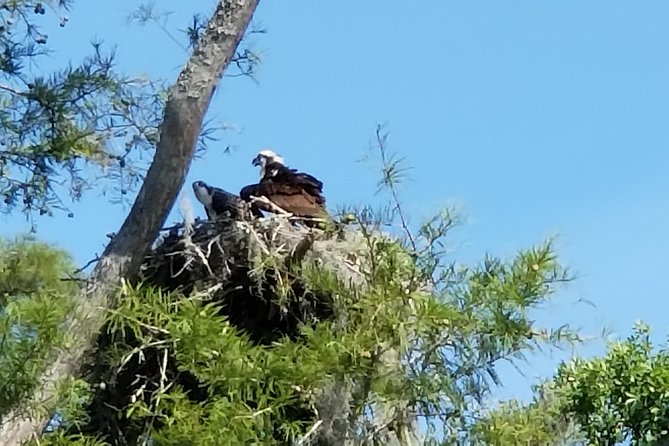 Waccamaw River Nature and Wildlife Tour - Key points at a glance