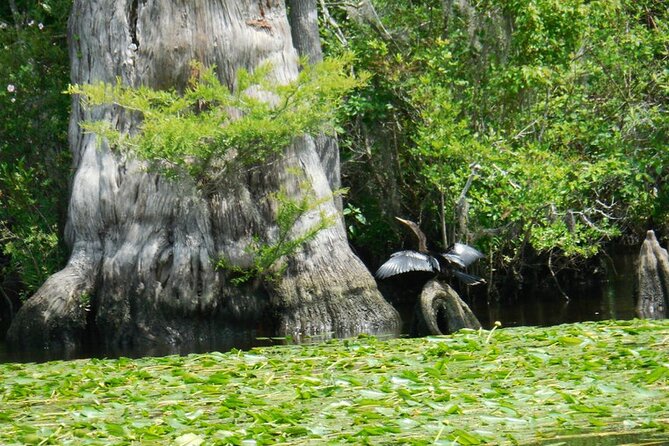 Waccamaw River Nature and Wildlife Tour - Leaving the beach for the Waccamaw River