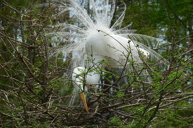 Waccamaw River Nature and Wildlife Tour - Why the covered boat matters