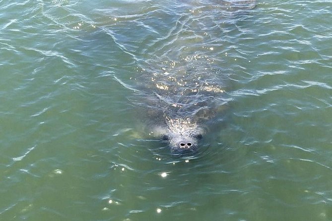 Wildlife Tour of Indian River Lagoon with Experienced Captain - Searching the estuary for dolphins and manatees
