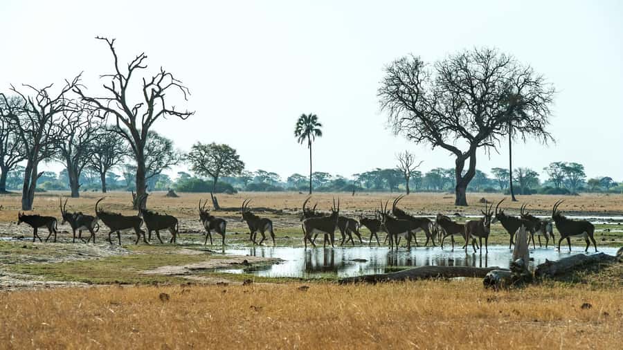 Zambezi National Park Game Drive in a Small Group - Choosing between 6am and 3pm