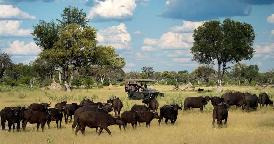 Zambezi National Park Game Drive in a Small Group - What the three-hour game drive feels like