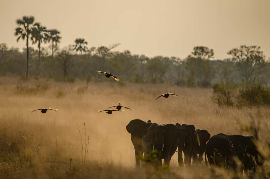 Zambezi National Park Game Drive in a Small Group - Wildlife you might see