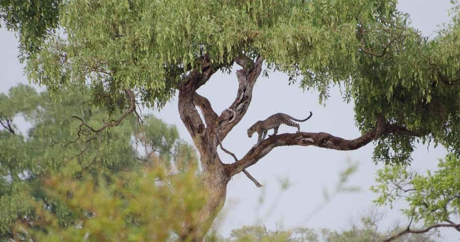 Zambezi National Park Game Drive in a Small Group - Why the guide makes such a difference