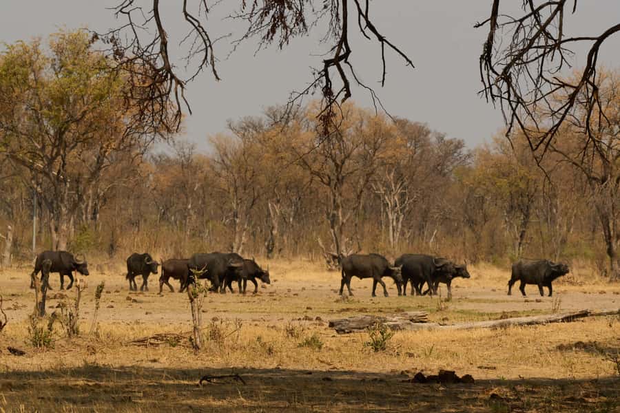 Zambezi National Park Game Drive in a Small Group - The $100 price and the extra $18