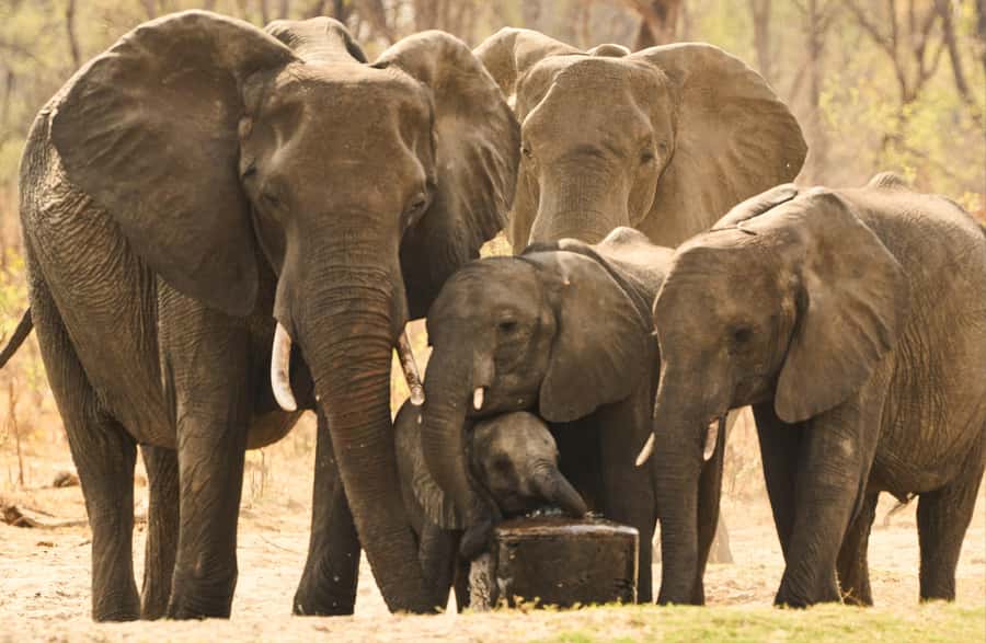 Zambezi National Park Game Drive in a Small Group - Who should book this drive