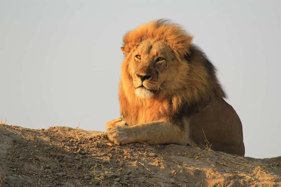 Zambezi National Park Game Drive in a Small Group - Practical details that improve the outing