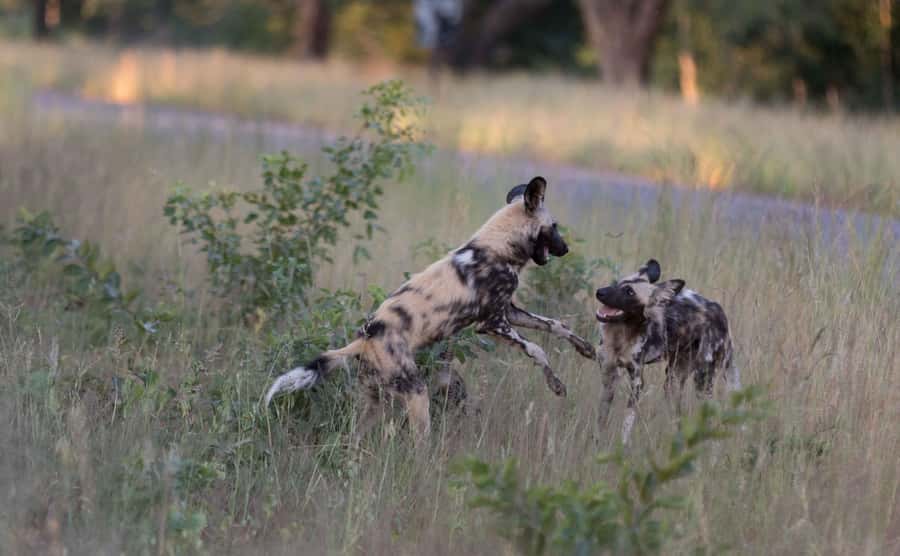 Zambezi National Park Game Drive in a Small Group - From hotel pickup to the park gate