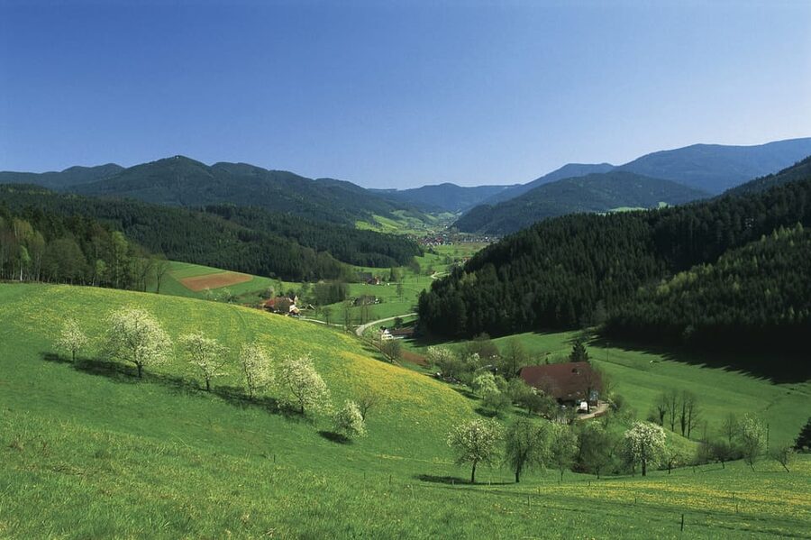 Zurich: Black Forest, Titisee, and Rhine Falls Bus Day Trip - Rhine Falls, the Day’s Main Event